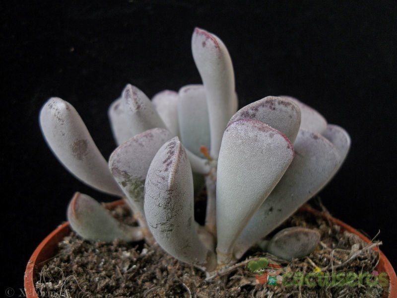 A photo of Adromischus triflorus  