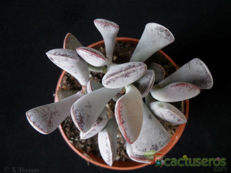 A photo of Adromischus triflorus  