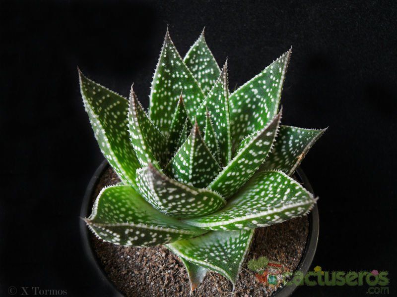A photo of Aloe cv. cosmos