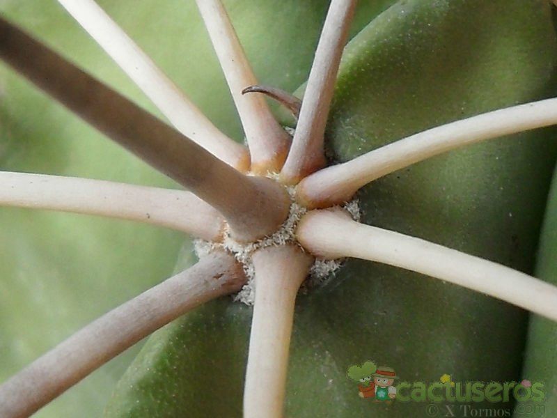 Una foto de Melocactus curvispinus