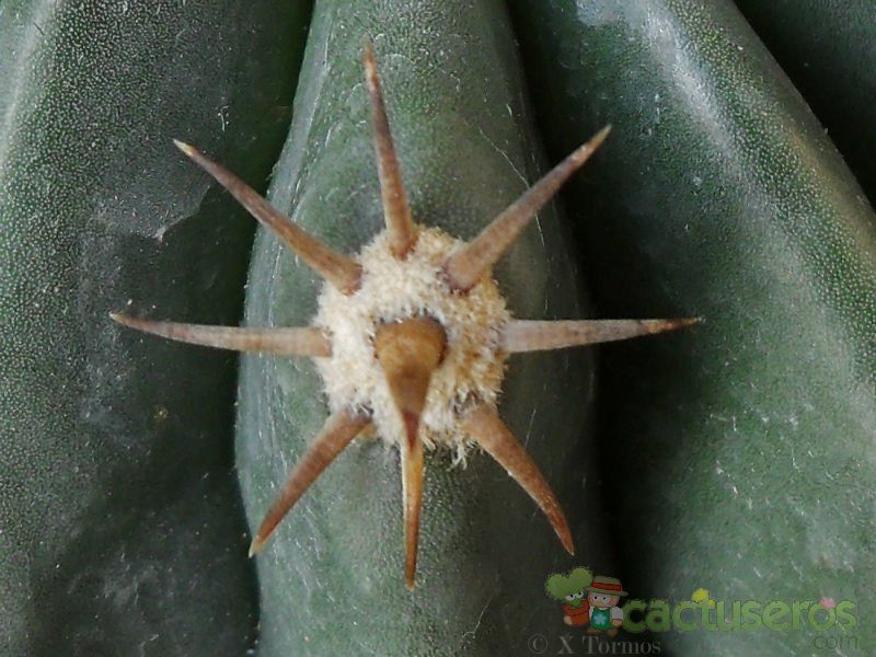 A photo of Ferocactus peninsulae fma. brevispina
