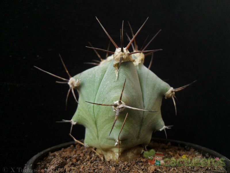 Una foto de Echinocactus platyacanthus