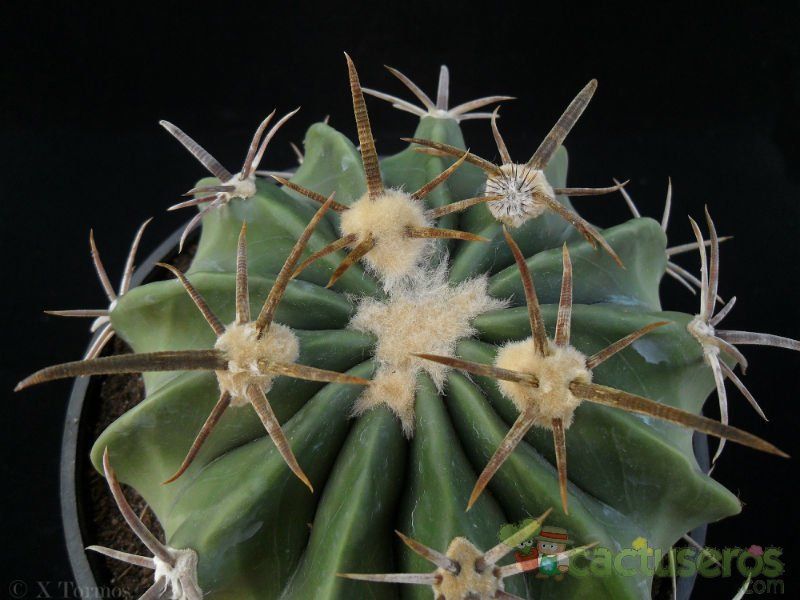 A photo of Echinocactus texensis