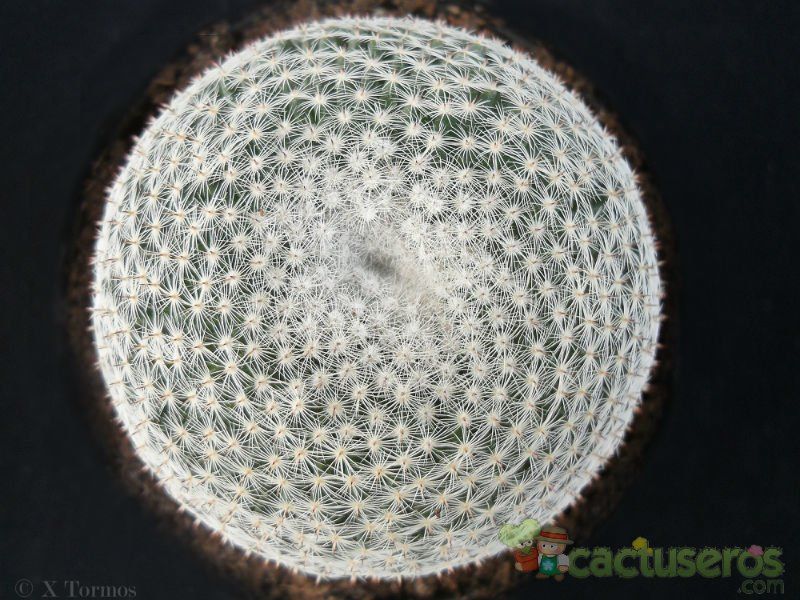 Una foto de Mammillaria formosa ssp microthele