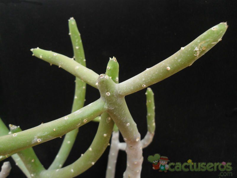 Una foto de Euphorbia cedrorum