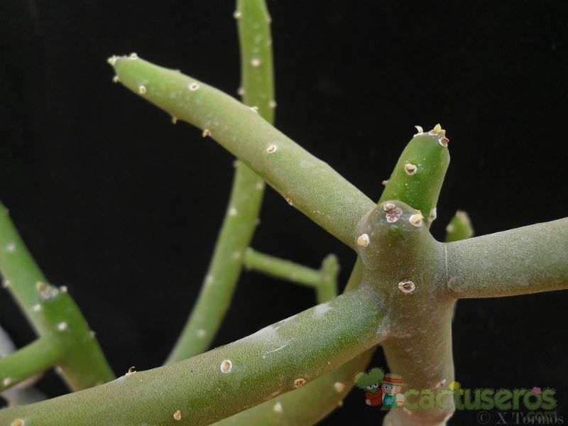A photo of Euphorbia cedrorum
