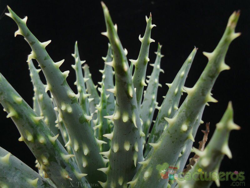 Una foto de Aloe longistyla