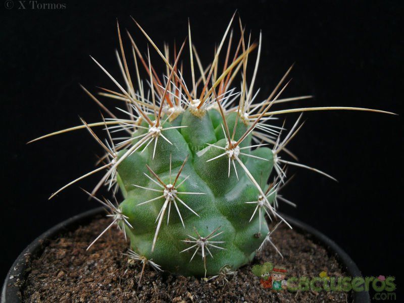 A photo of Thelocactus conothelos ssp. flavus