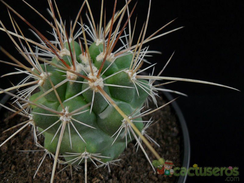 A photo of Thelocactus conothelos ssp. flavus
