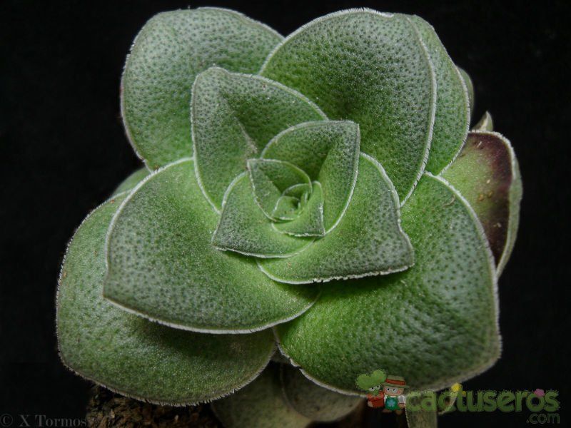 A photo of Crassula hemisphaerica