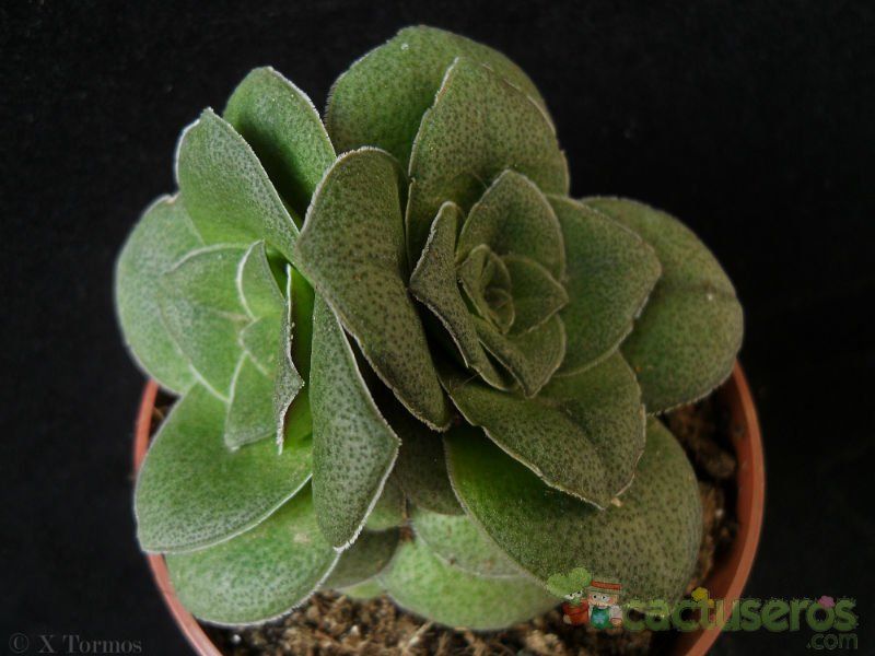 A photo of Crassula hemisphaerica