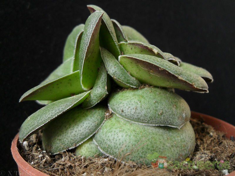 A photo of Crassula hemisphaerica