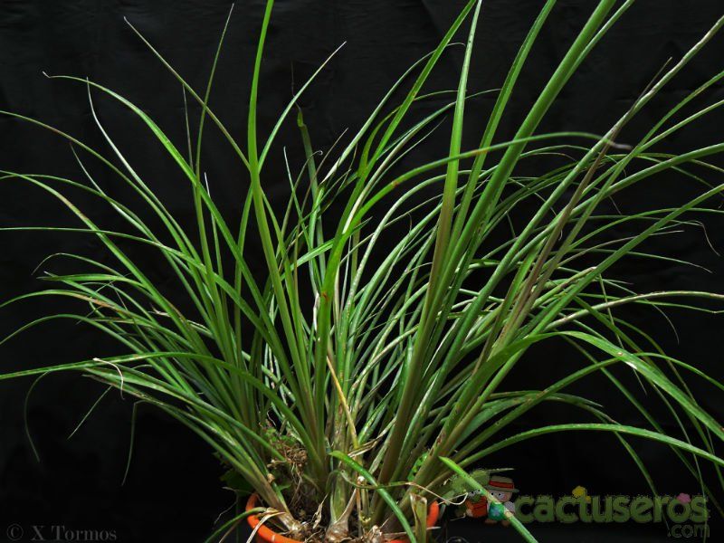 A photo of Billbergia nutans