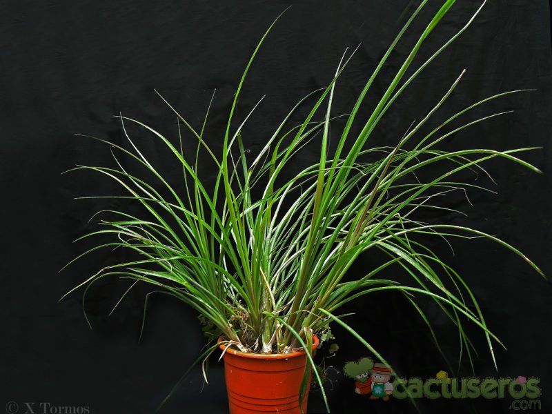 A photo of Billbergia nutans