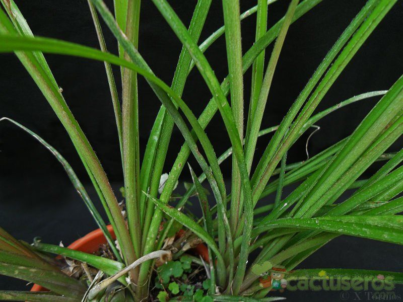 A photo of Billbergia nutans