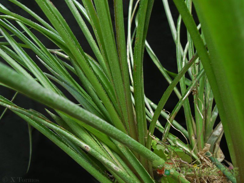 A photo of Billbergia nutans