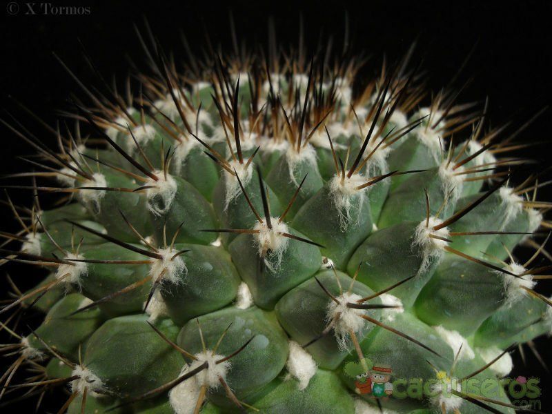 Una foto de Mammillaria melanocentra