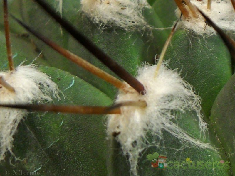 Una foto de Mammillaria melanocentra