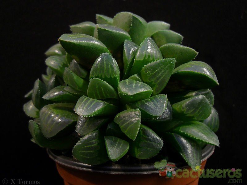 Una foto de Haworthia mutica