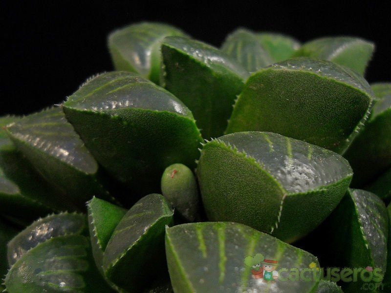 Una foto de Haworthia mutica