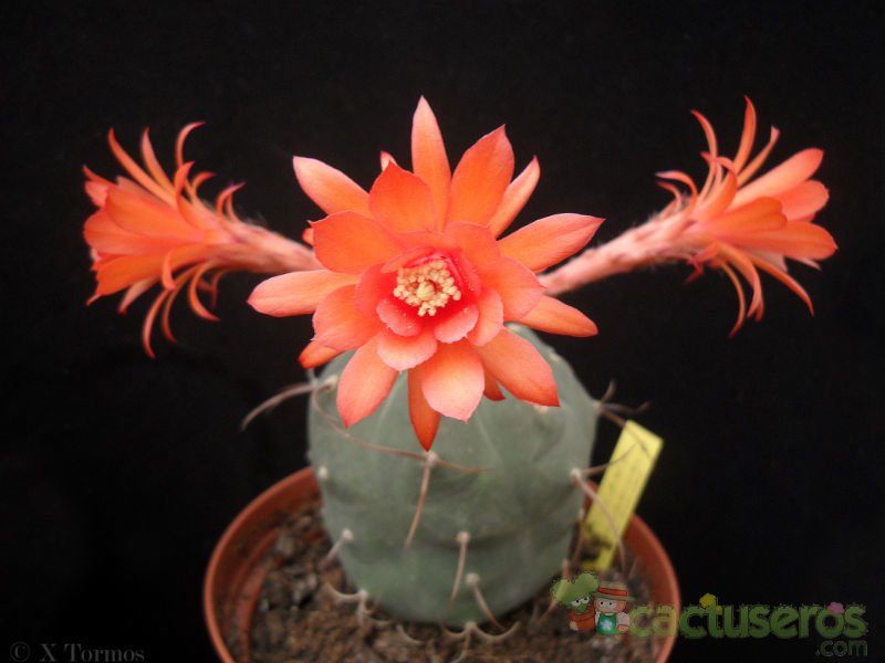 A photo of Matucana madisoniorum