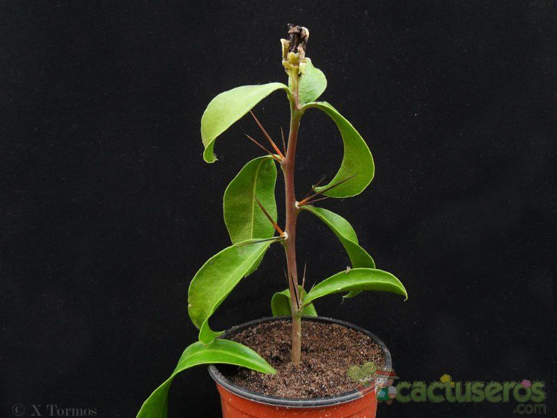 Una foto de Pereskia grandifolia