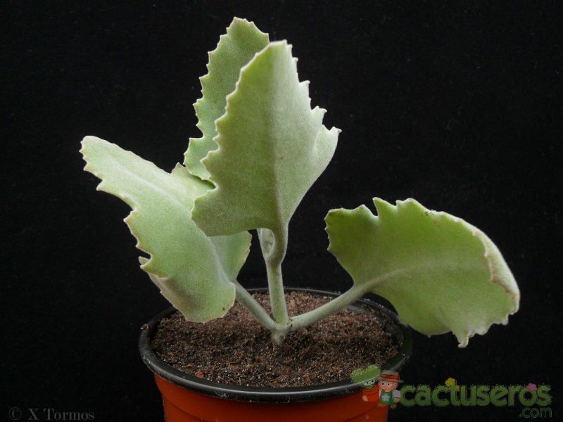 A photo of Kalanchoe beharensis