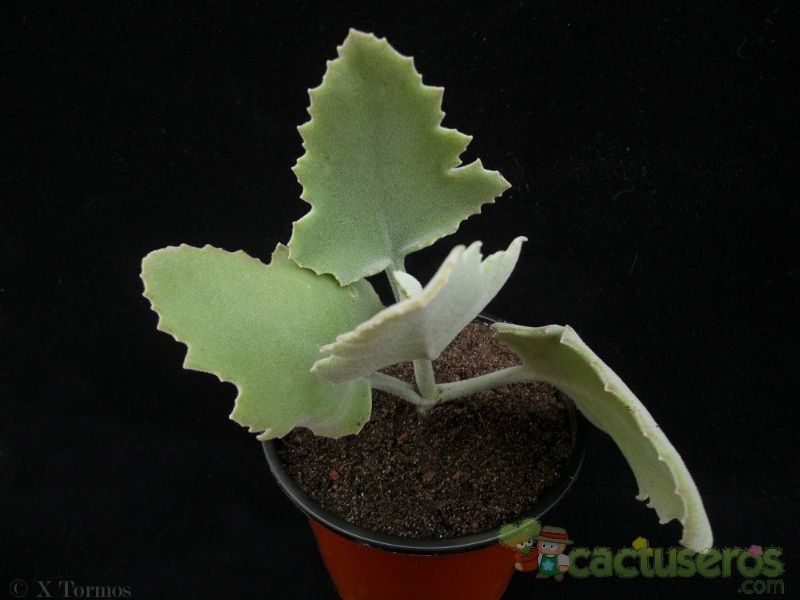 A photo of Kalanchoe beharensis