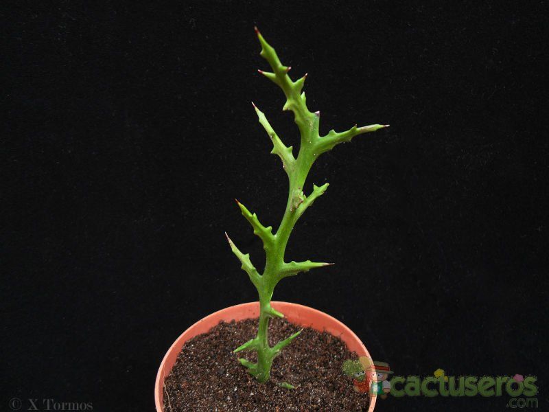 Una foto de Euphorbia stenoclada