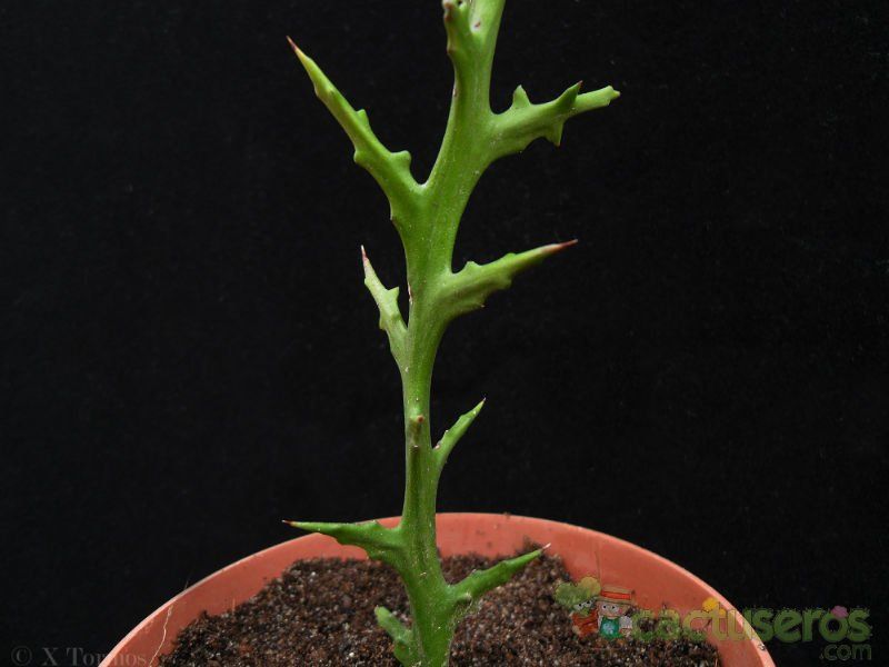 Una foto de Euphorbia stenoclada
