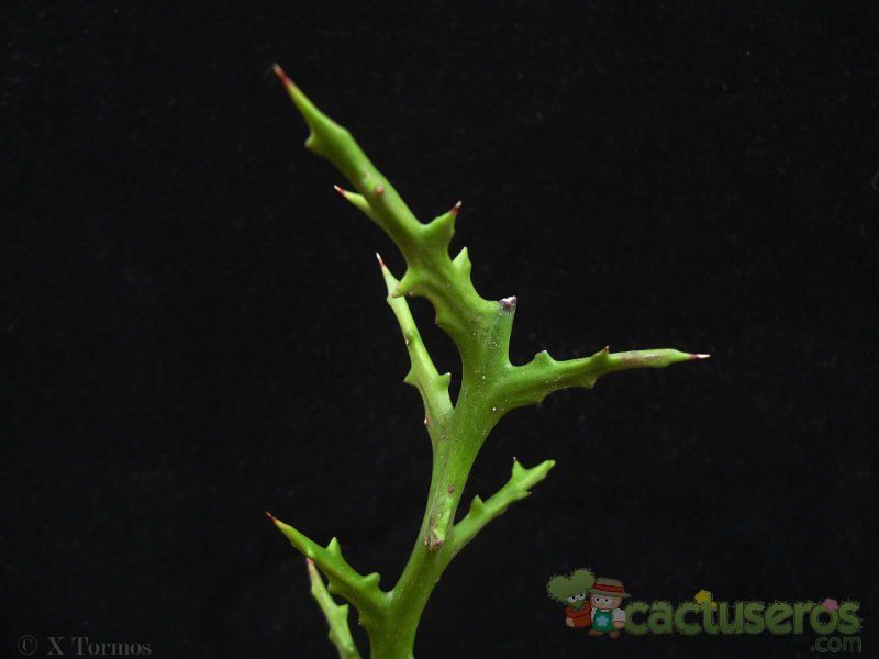 Una foto de Euphorbia stenoclada