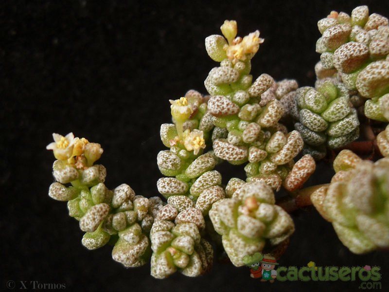 Una foto de Crassula corallina  