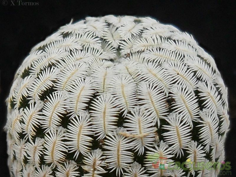 A photo of Mammillaria pectinifera