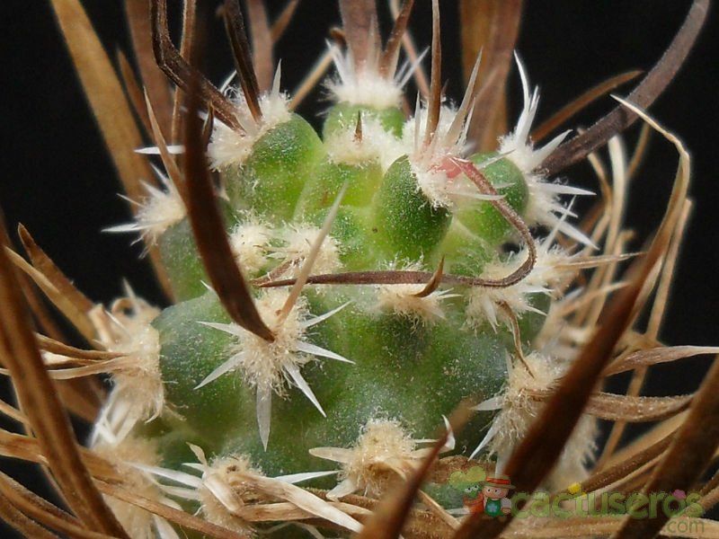 Una foto de Sclerocactus papyracanthus
