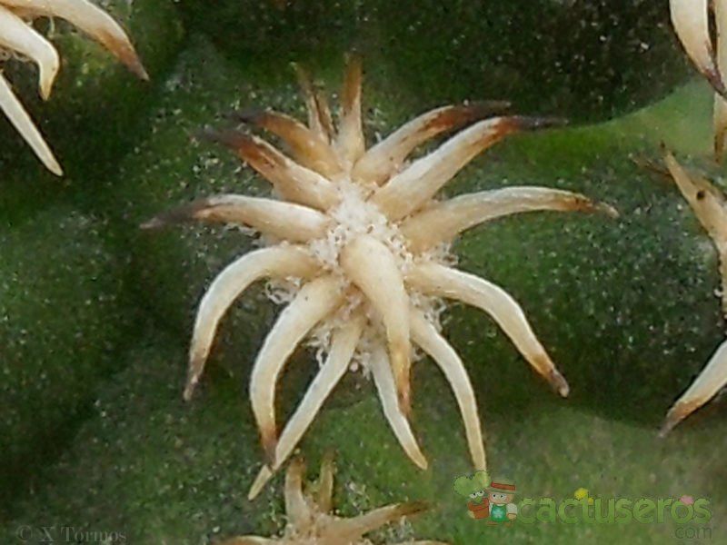 Una foto de Echinocereus viridiflorus var. davisi