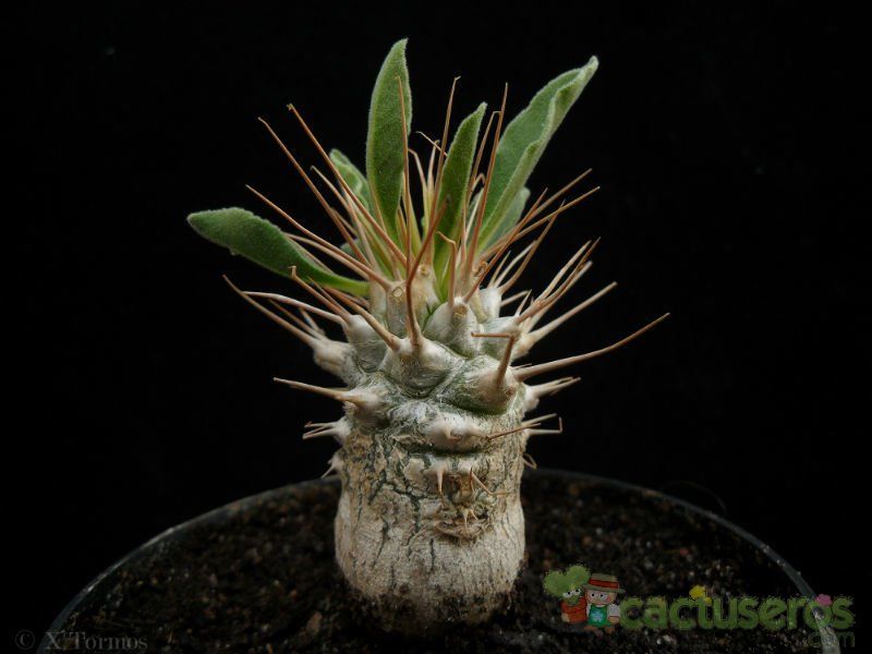 Una foto de Pachypodium namaquanum