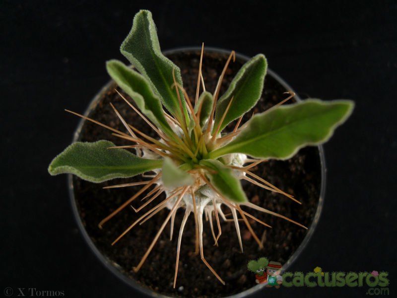 Una foto de Pachypodium namaquanum