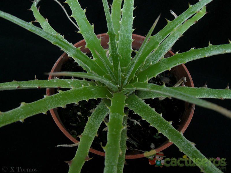 A photo of Hechtia argentea