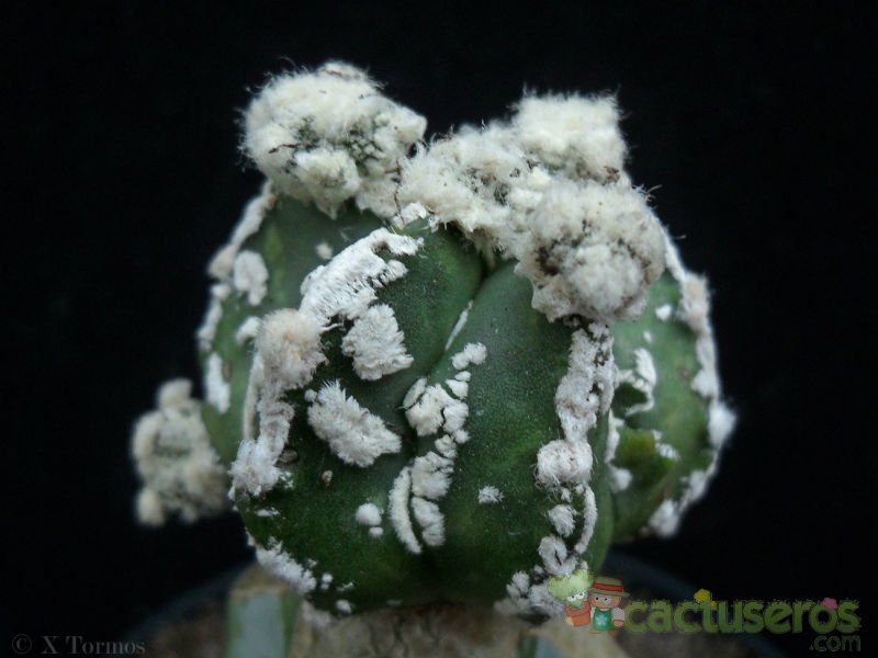 Una foto de Astrophytum myriostigma cv. Plush Line
