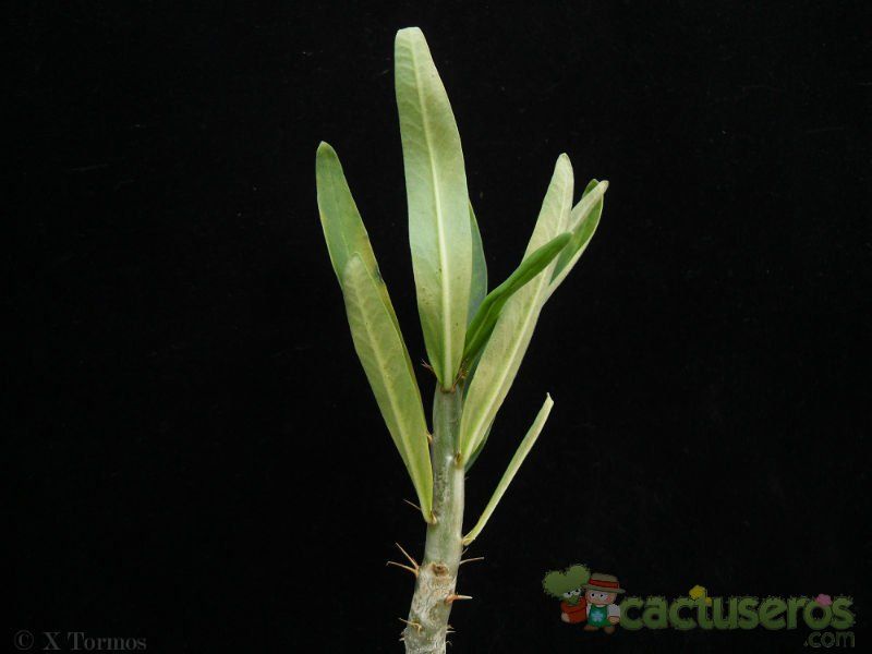 A photo of Pachypodium succulentum  