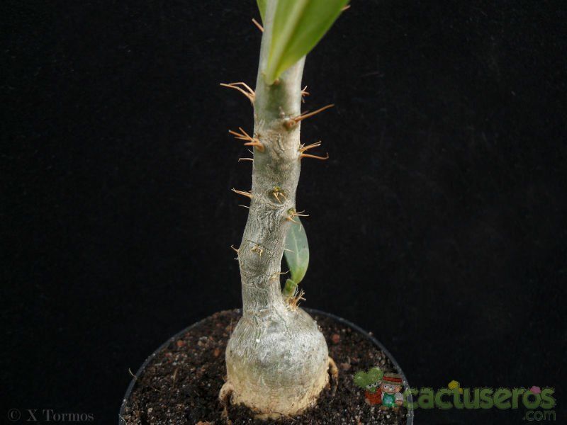 A photo of Pachypodium succulentum  
