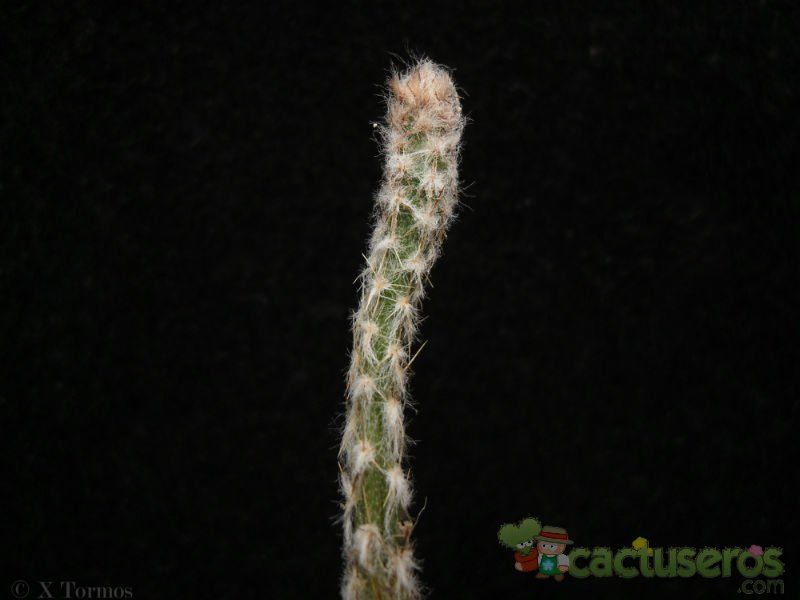 A photo of Cipocereus crassisepalus
