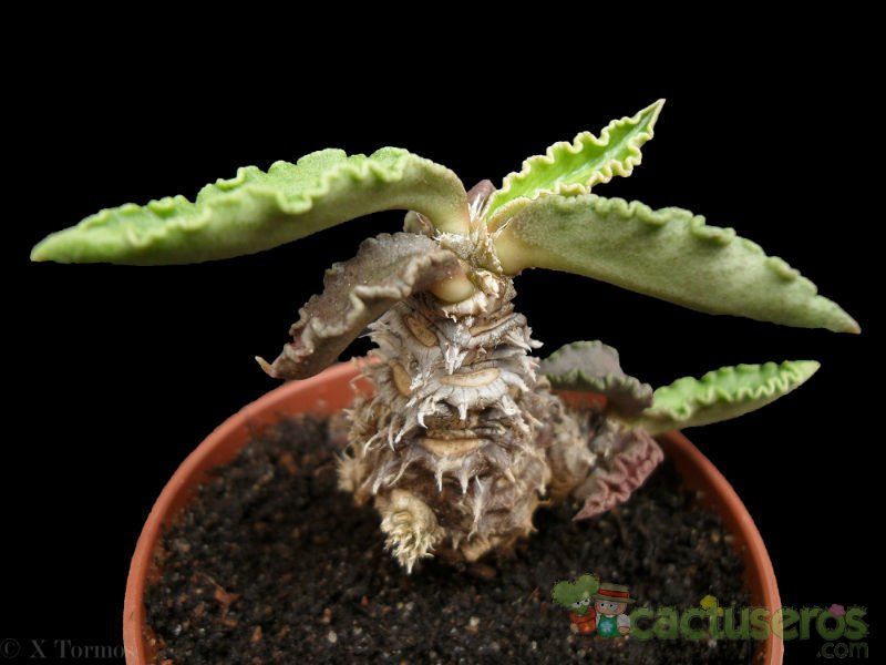 Una foto de Euphorbia ambovombensis  