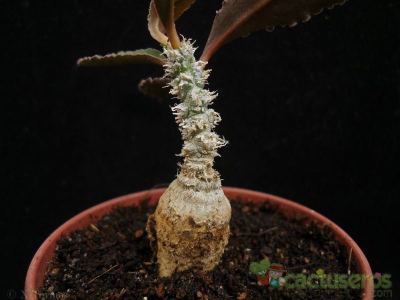 Una foto de Euphorbia suzannae-marnierae  