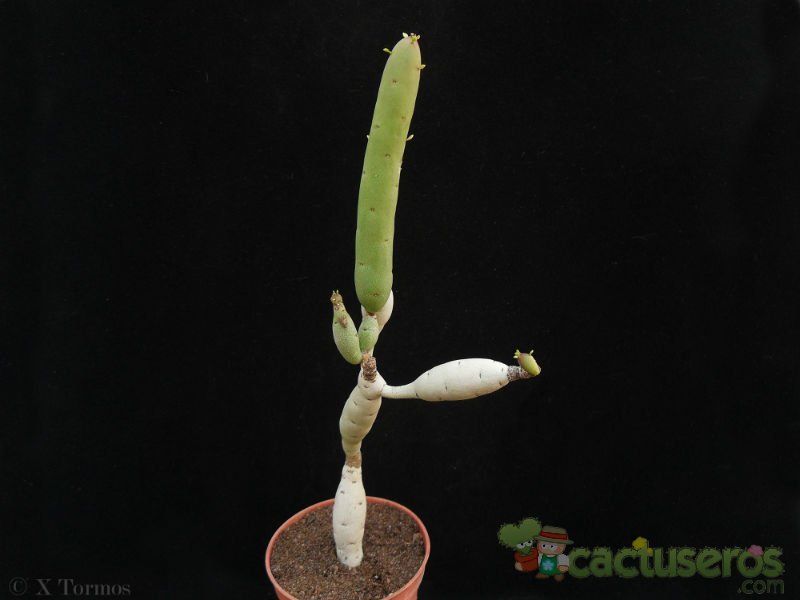 A photo of Euphorbia alluaudii subsp. oncoclada