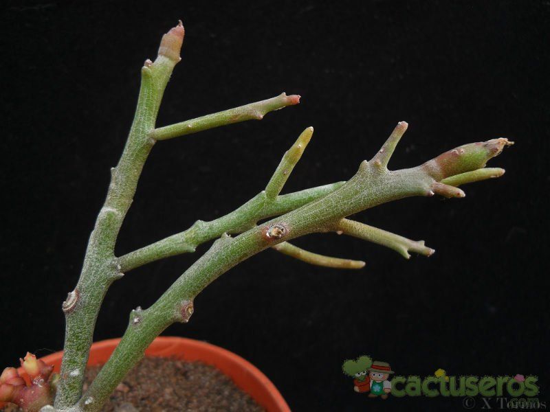 Una foto de Euphorbia bosseri  