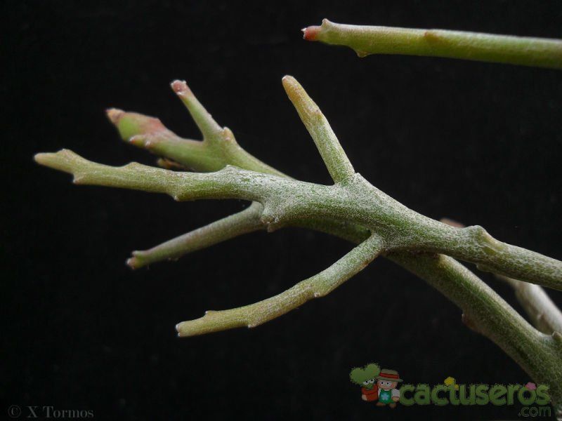 Una foto de Euphorbia bosseri  