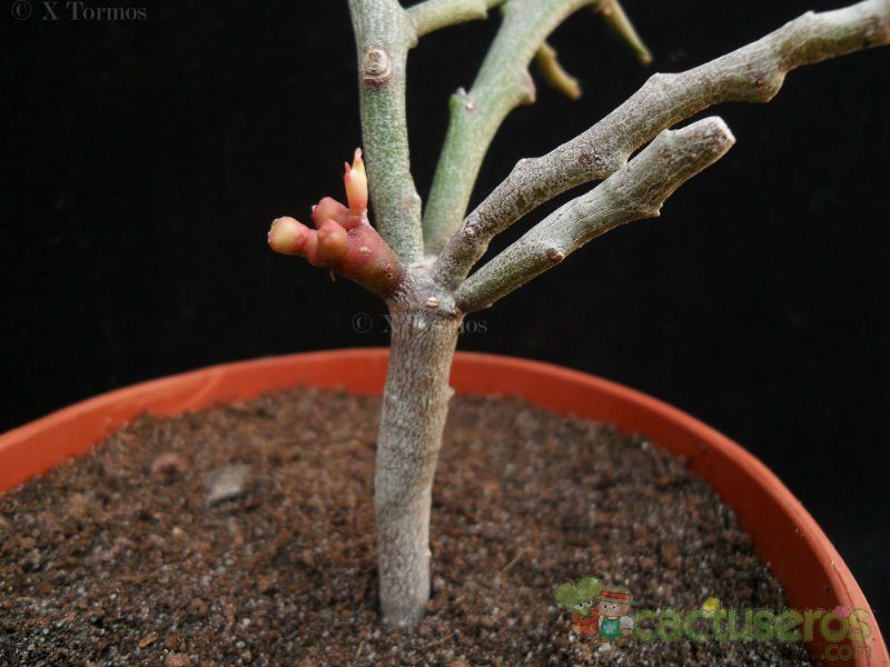 A photo of Euphorbia bosseri  