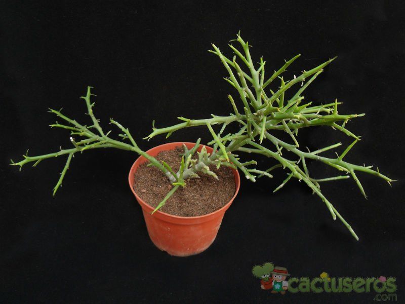 Una foto de Euphorbia stenoclada