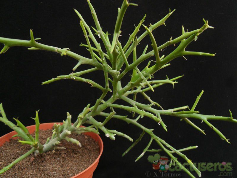 Una foto de Euphorbia stenoclada
